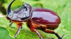 Beetle rhino: popis a životní styl