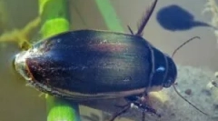 Beetle flooney: popis a životní styl