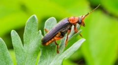 Hasič beetle