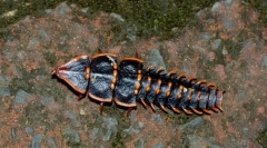 Beetle trilobite