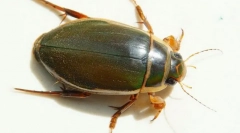 Beetle-verze