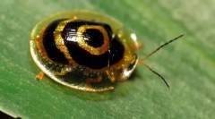 Beetle - zlatá želva