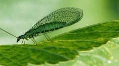 Zlatagida