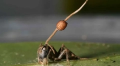 Zombie mushroom se ukázalo být mnohem nebezpečnější než vědci věřili